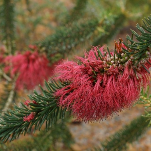 Calothamnus quadrifidus